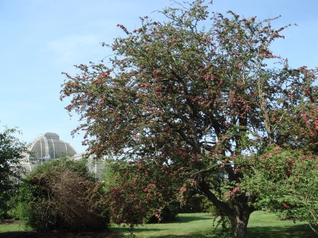 Crataegus laevigata 'Paul's Scarlet'